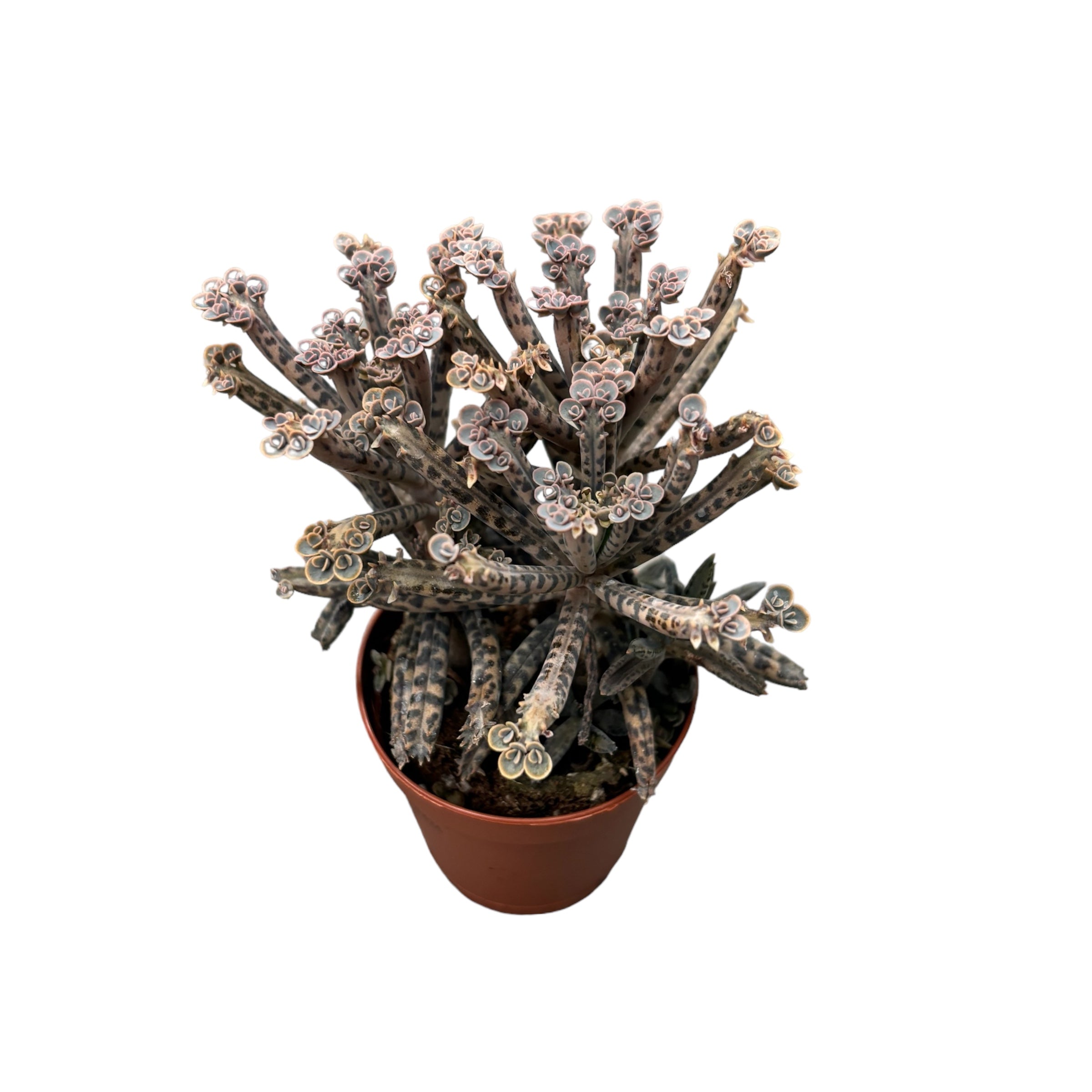 Kalanchoe Tubiflora ('mother of millions')