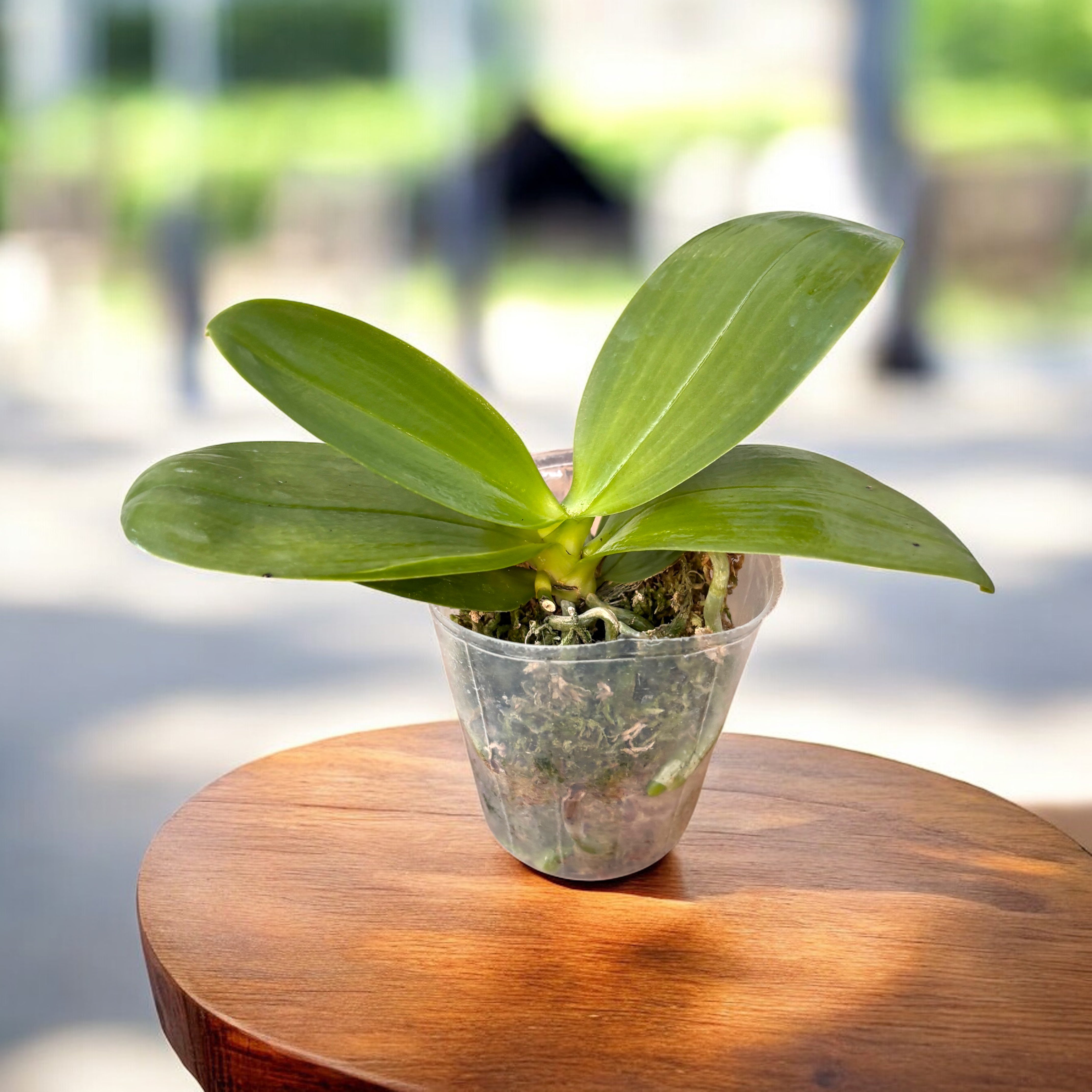 aurea様 Phalaenopsis KS Super Zebra 'Golden Zebra *parfumata – Secret