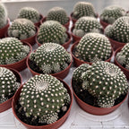 Sulcorebutia Heliosoides