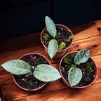 Hoya carnosa 'Nova Ghost'
