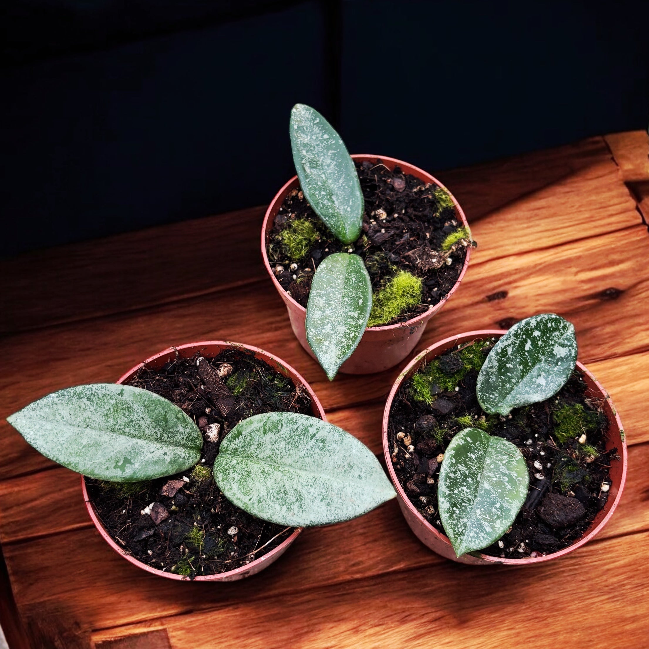 Hoya carnosa 'Nova Ghost'