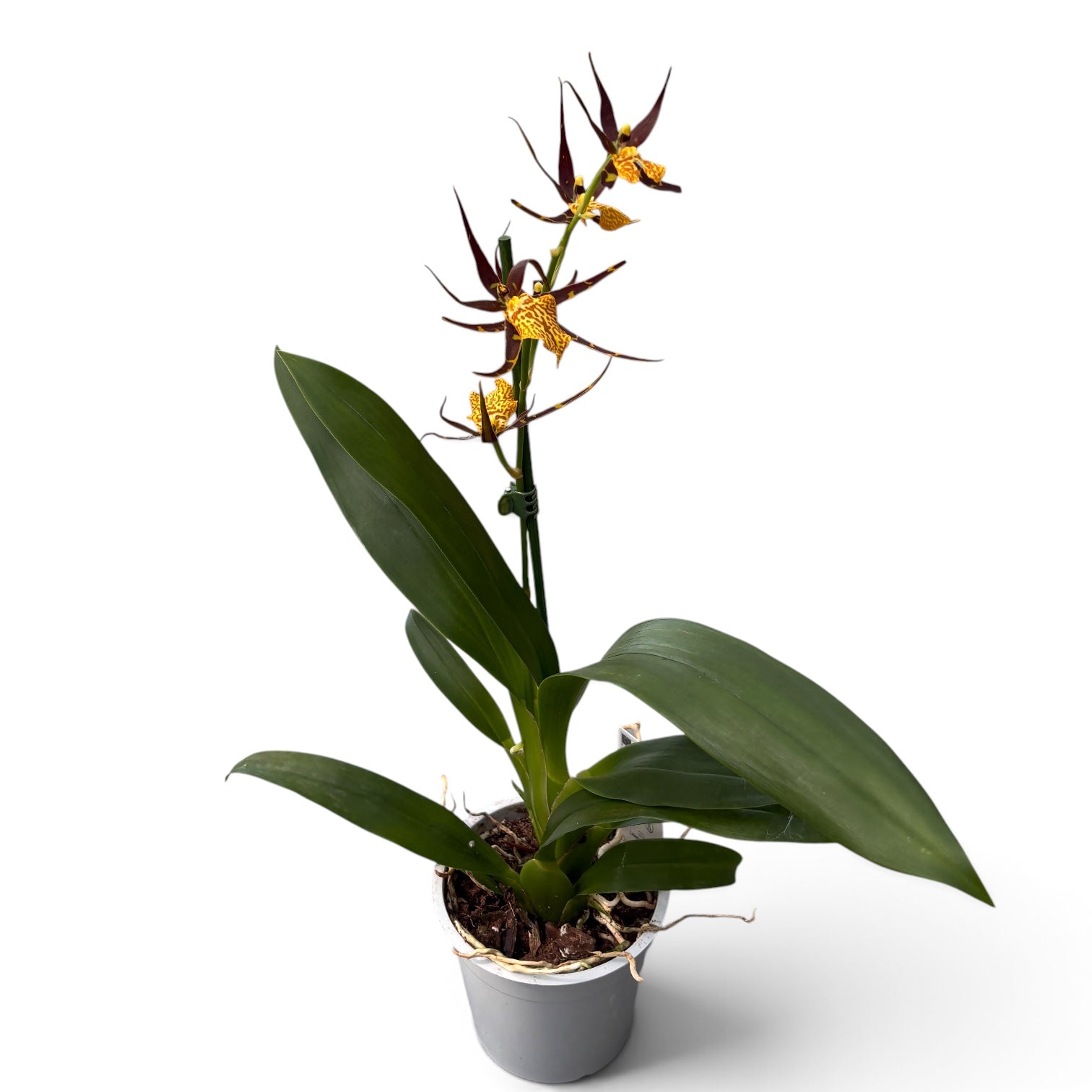 Brassidium Orange – fragrant flowers