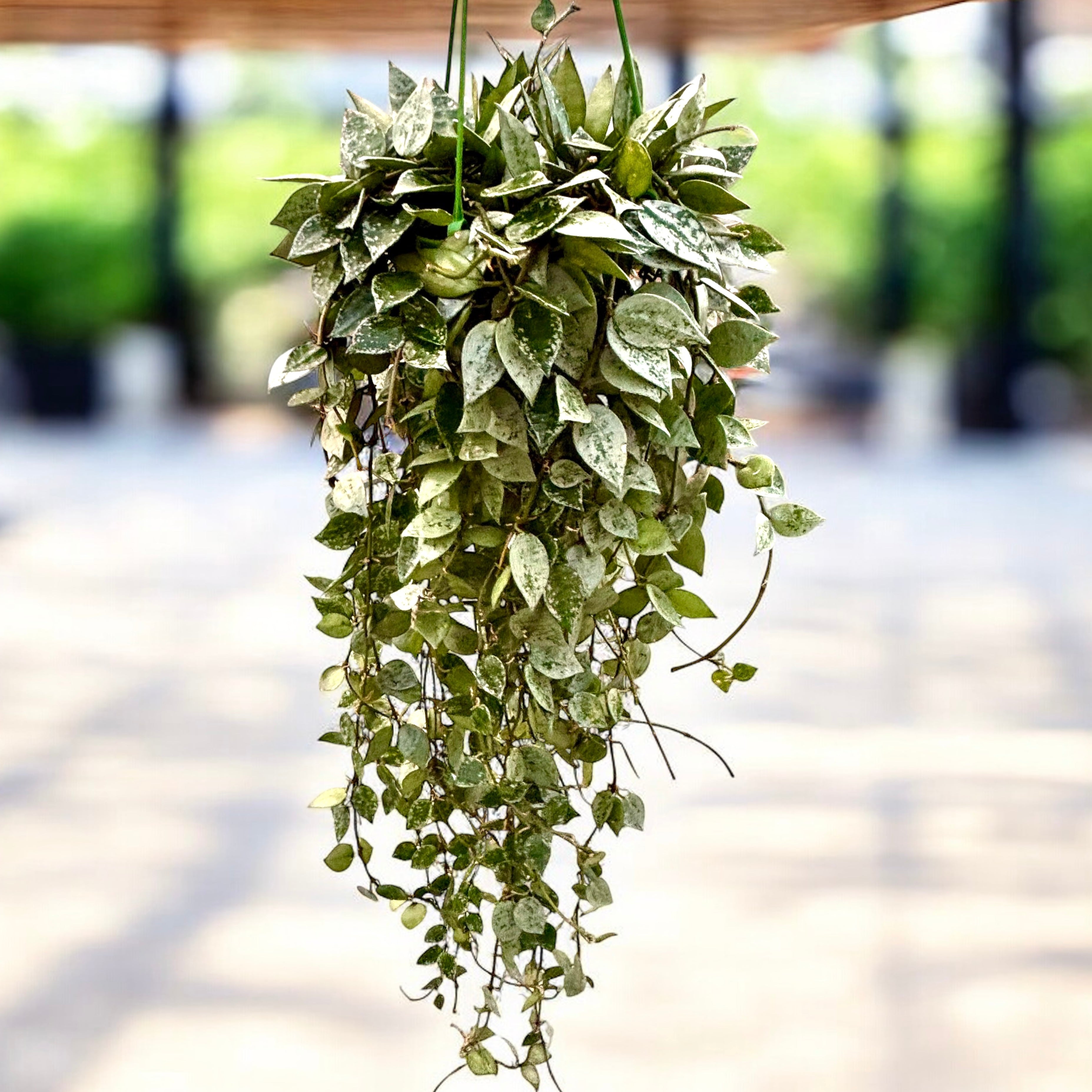 Hoya krohniana 'Eskimo' - exemplare XXL