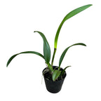 Bc. Yu Toung Star 'No.1' (Bc. Tetra Lip × Bc. Morning Glory)