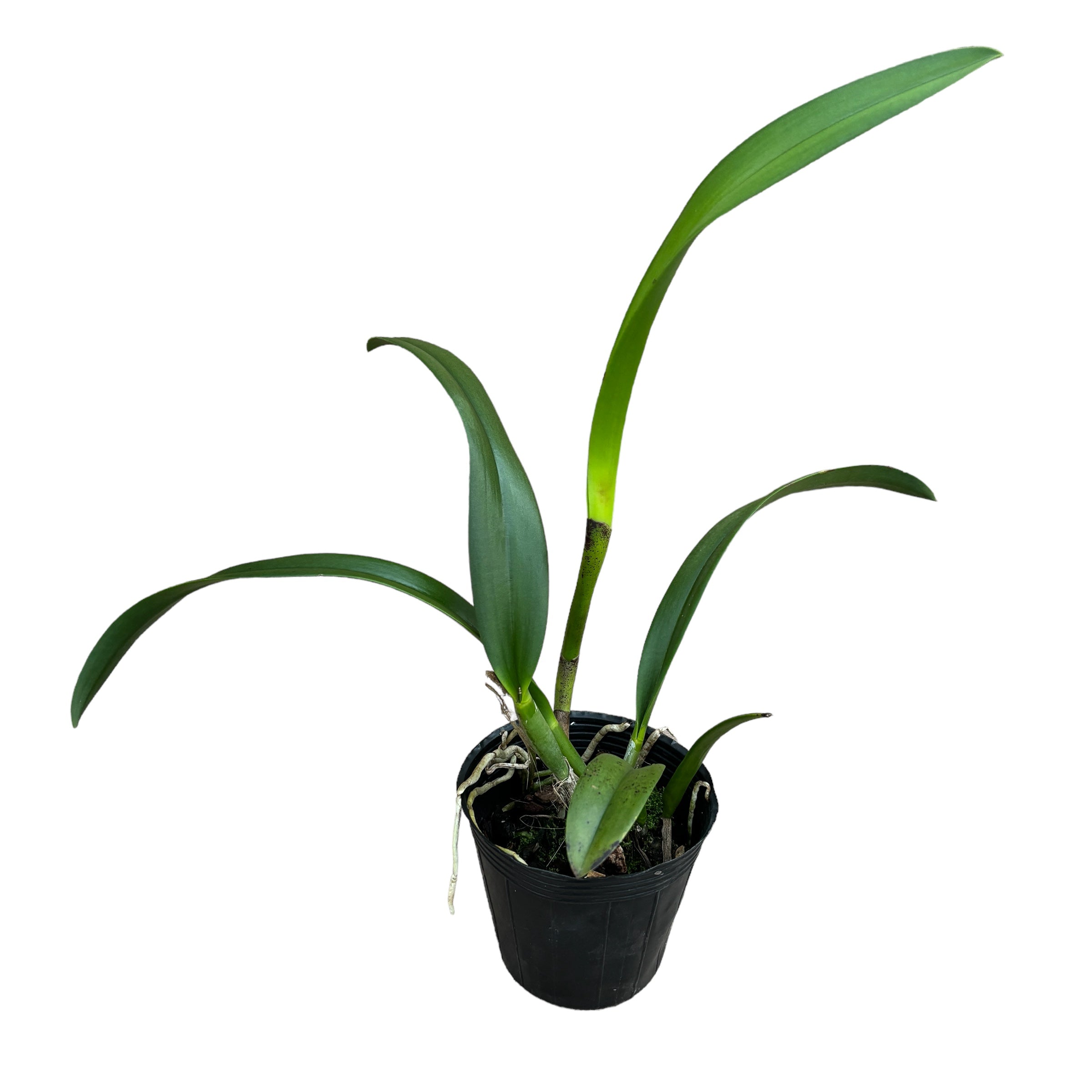 Bc. Yu Toung Star 'No.1' (Bc. Tetra Lip × Bc. Morning Glory)