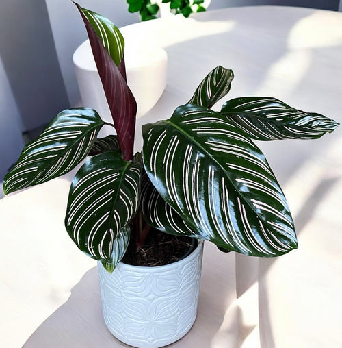 Calathea Ornata Sanderiana (paun biljka) – Secret Garden Plant Shop