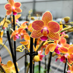 Phalaenopsis Chingruey's Goldstaff 'Fortune' - fragrant