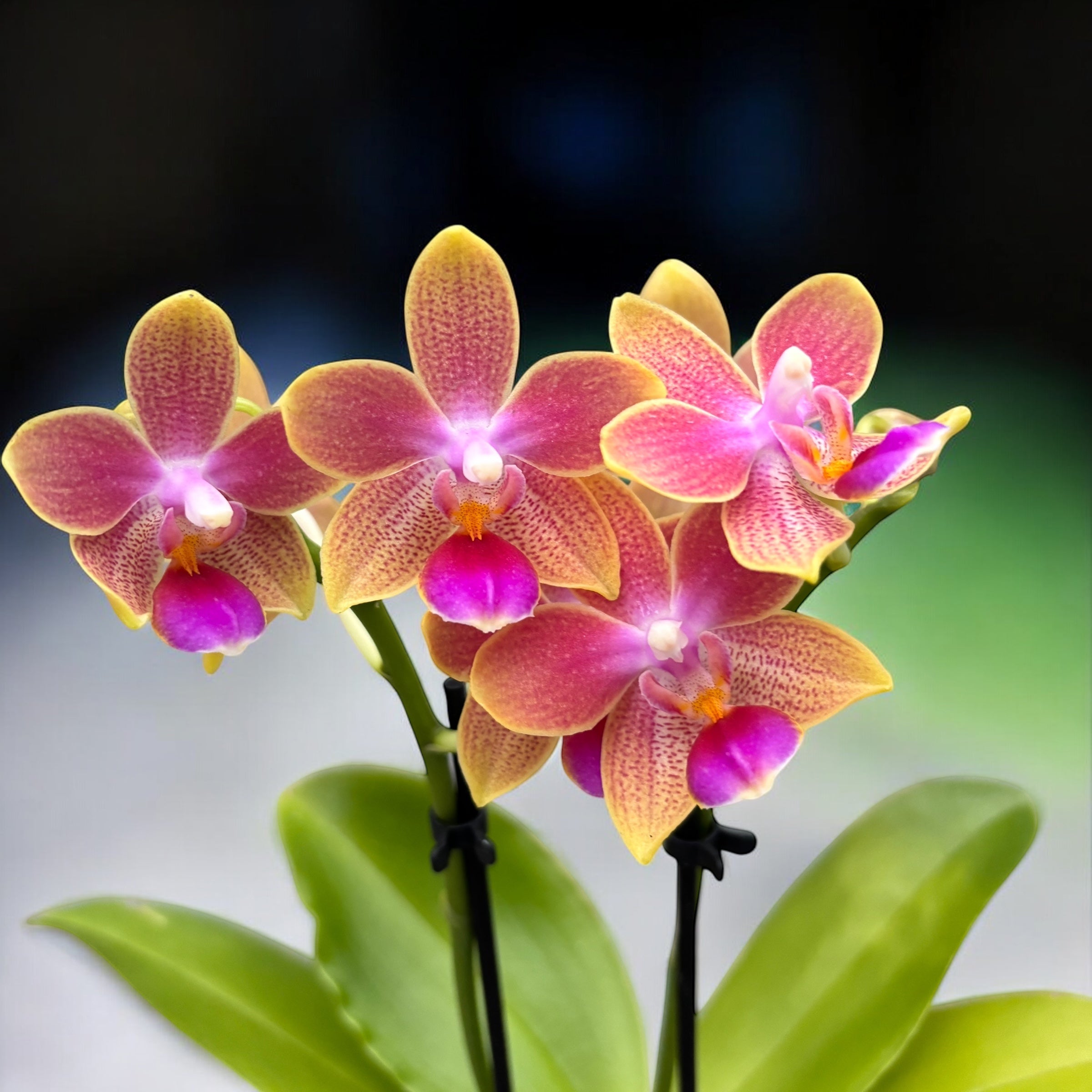 Phalaenopsis Aromio Spring (Morning Breeze) - flori intens parfumate - miniatura