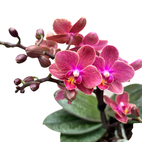 Phalaenopsis Diffusion (Aromio Exotic) *scented