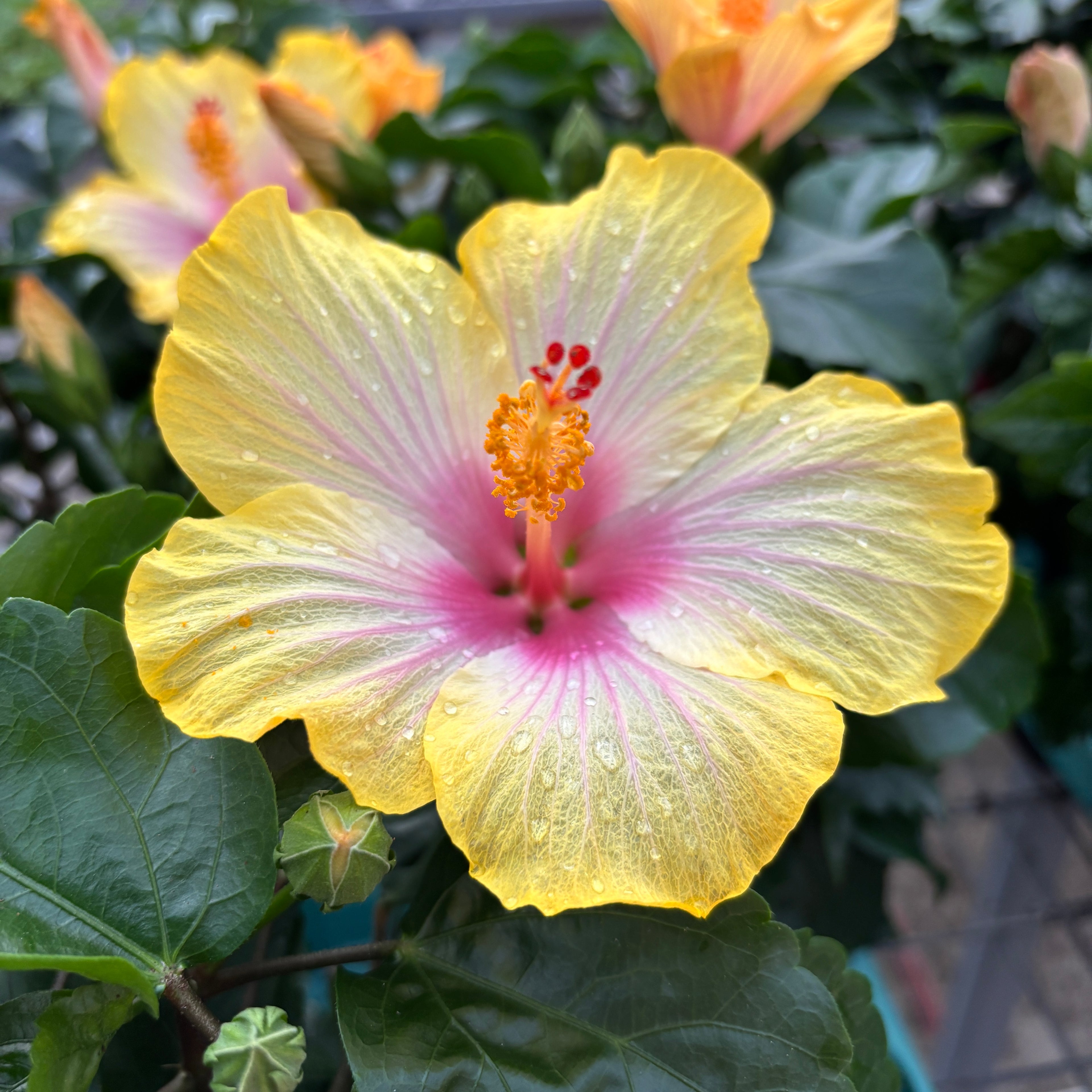 Hibiscus rosa-sinensis ‘Cocktail’ - nagy sárga-rózsaszín virágú japán rózsák