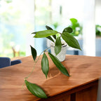 Hoya sp. UT-248 - vonné květy