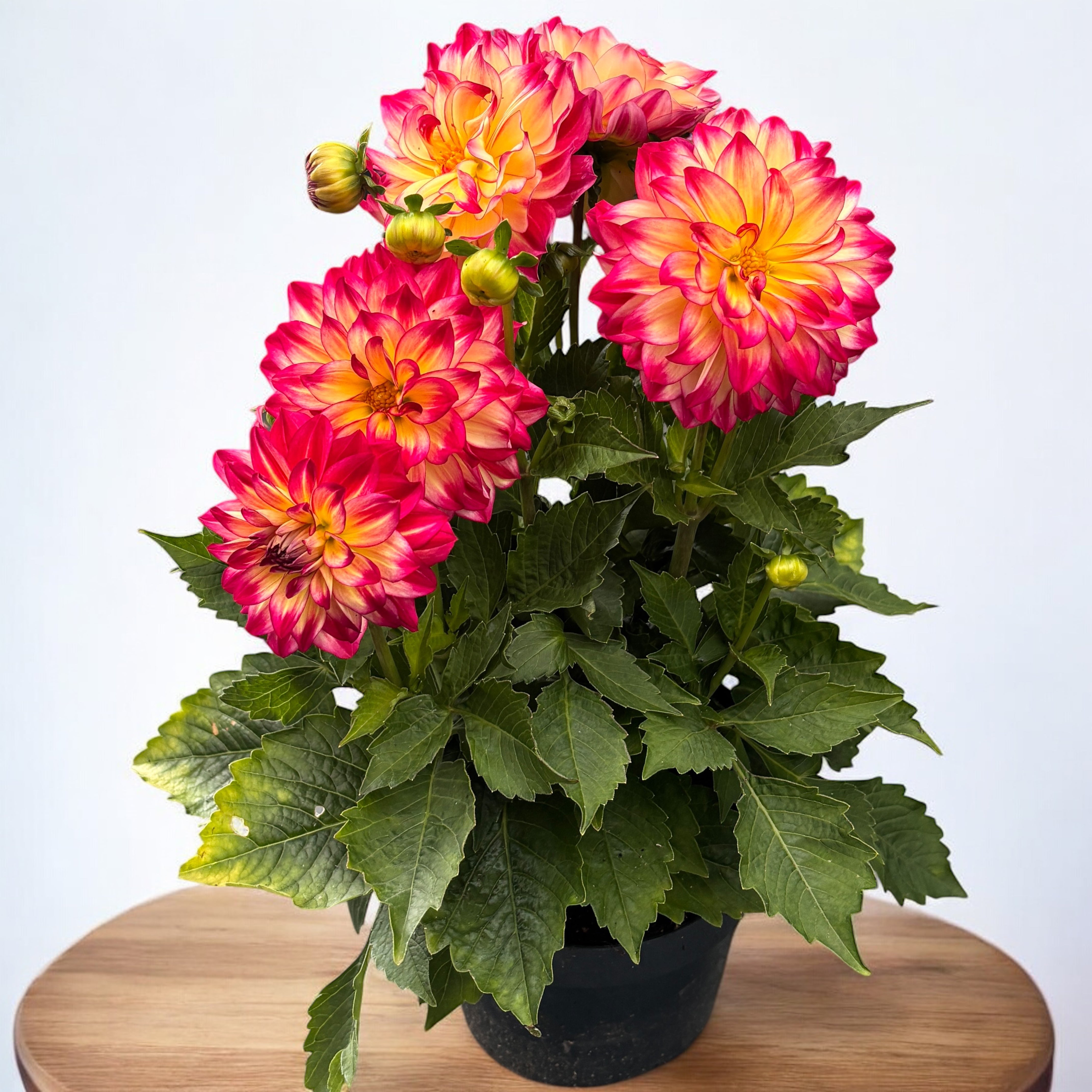 Dahlia Labella Maggiore 'Fire'- dalii cu flori XL, inflorire