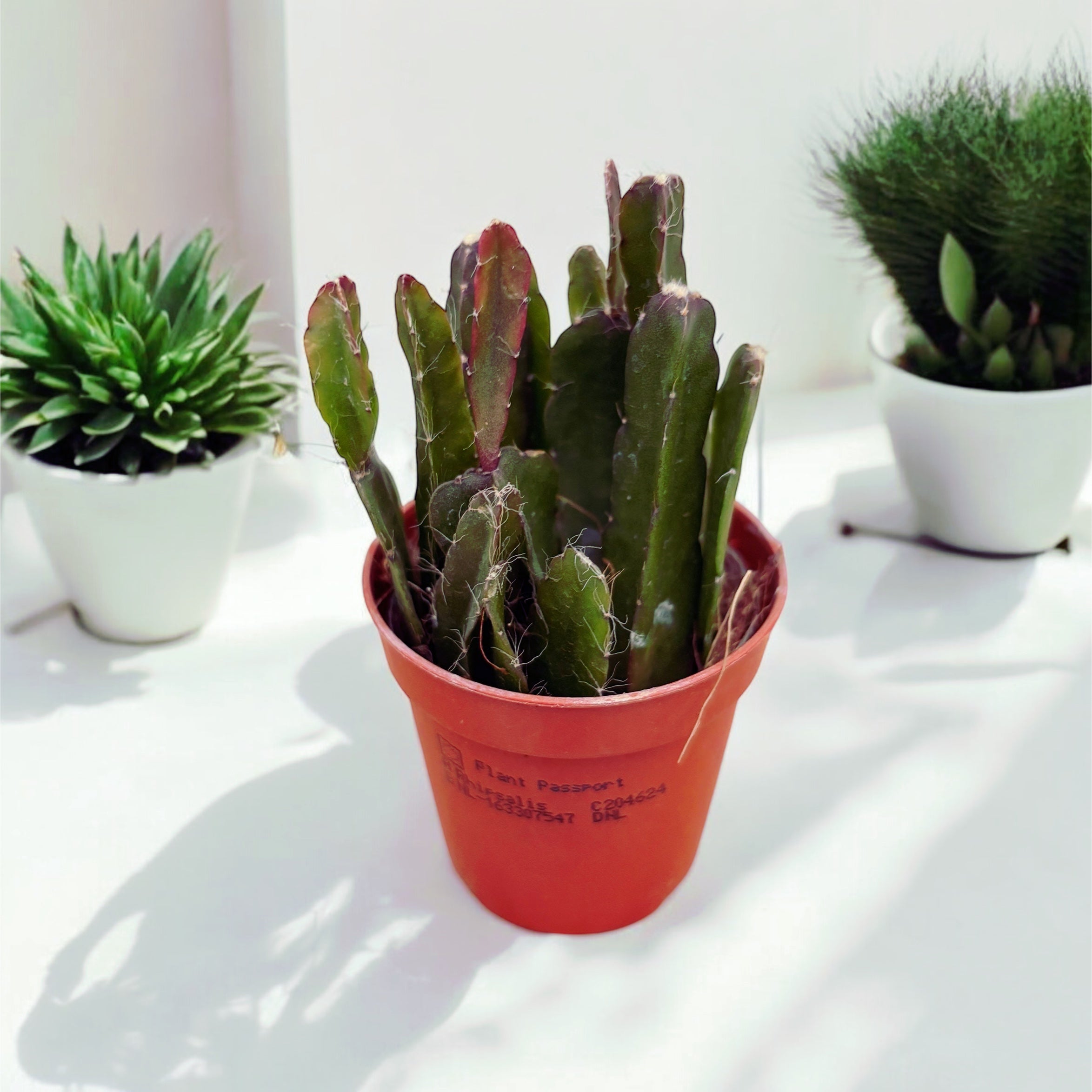 Rhipsalis Agudoensis (babyplant)