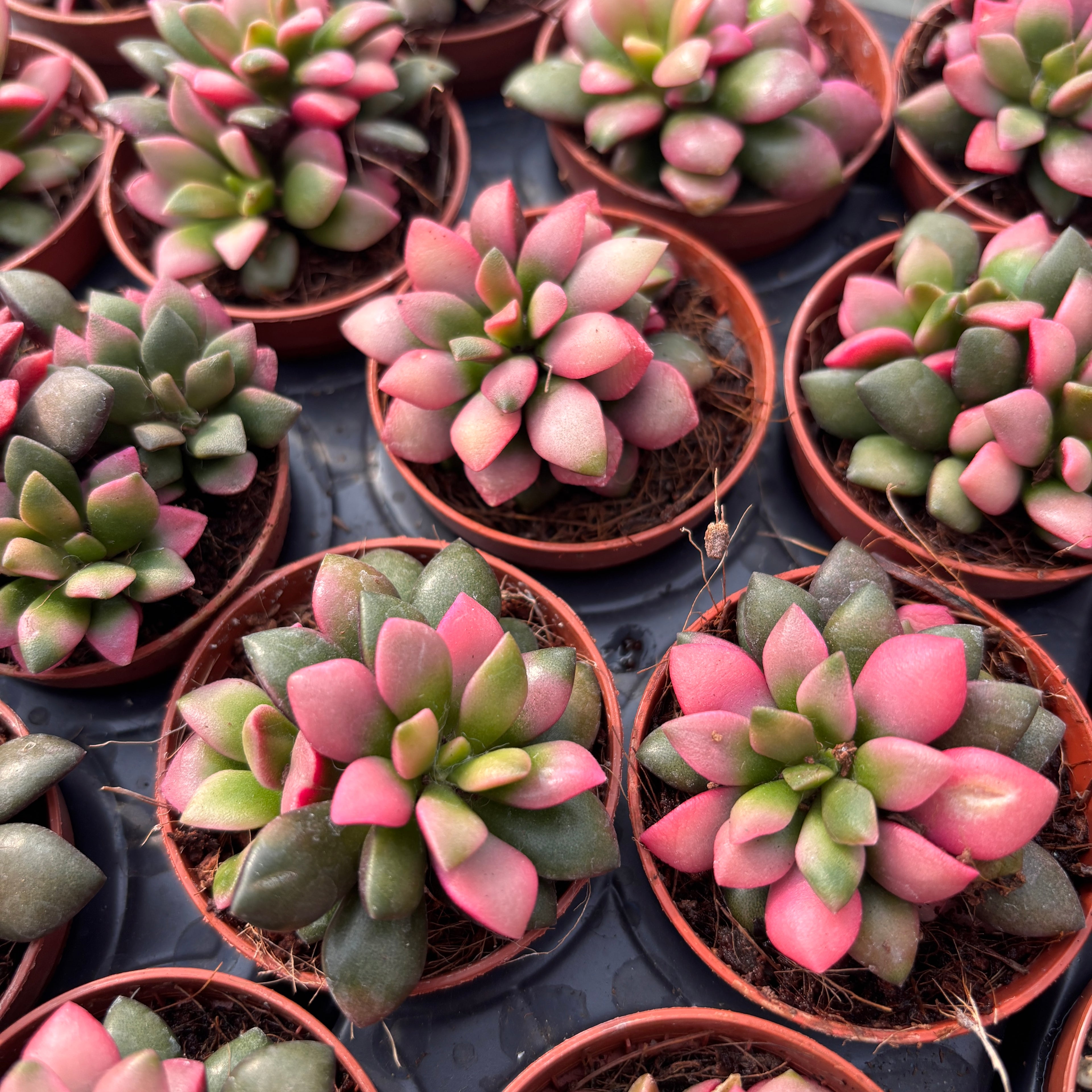 Anacampseros rufescens ‘Tricolor’