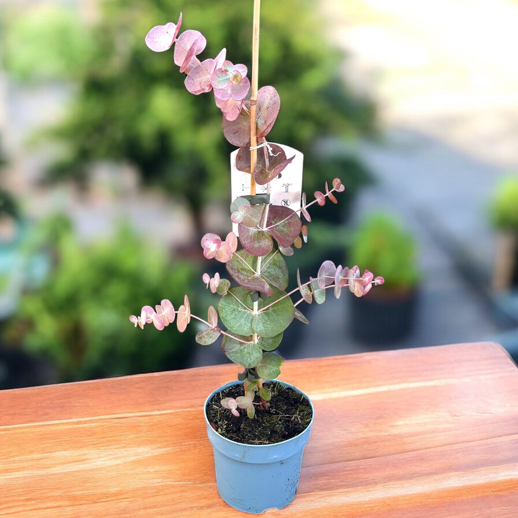 Eucalipt - Eucalyptus pulverulenta 'Baby Blue'