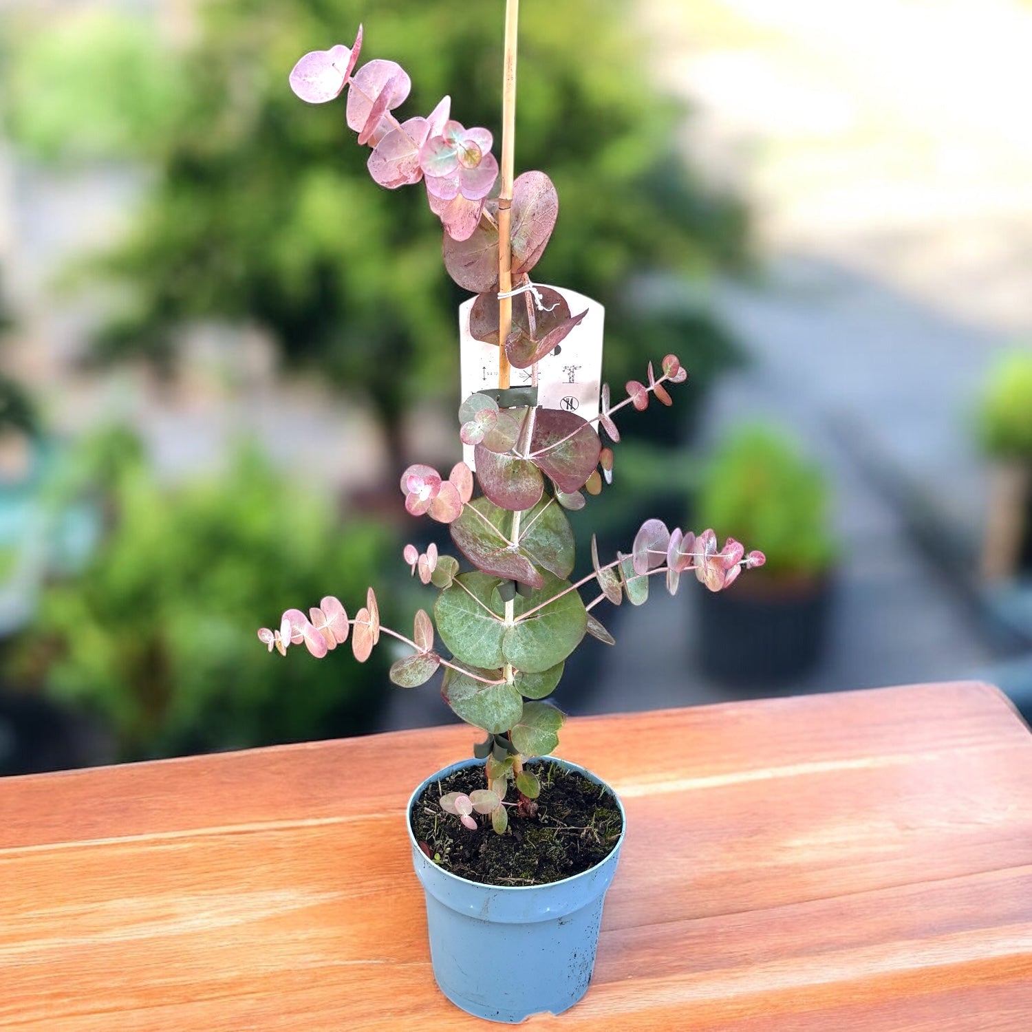 Eucalipt - Eucalyptus pulverulenta 'Baby Blue'