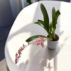Oncidium (Cyrtocidium) Holm’s Wizard var. #12 - vonný!
