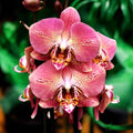 Phalaenopsis Leco Fantastic 'Ll045-2'