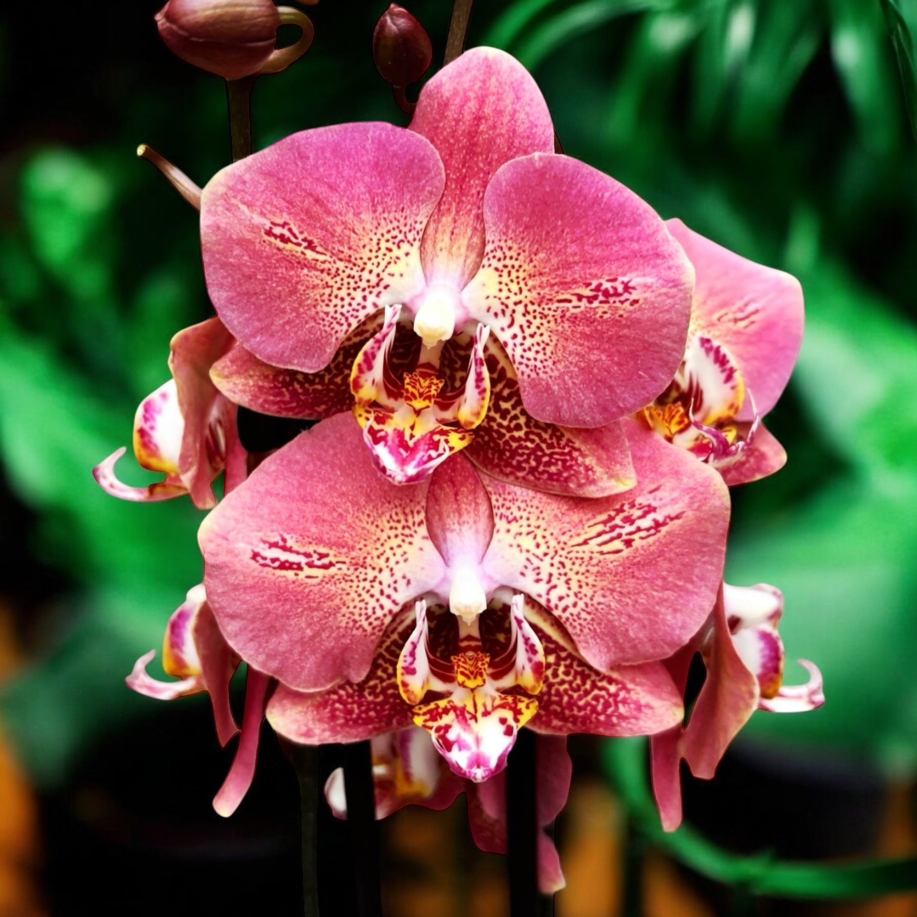 Phalaenopsis Leco Fantastic 'Ll045-2'