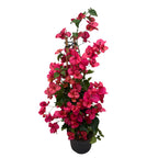 Bougainvillea 'Red' - červená papírová květina - cyklámen (2 rostliny/květináč)