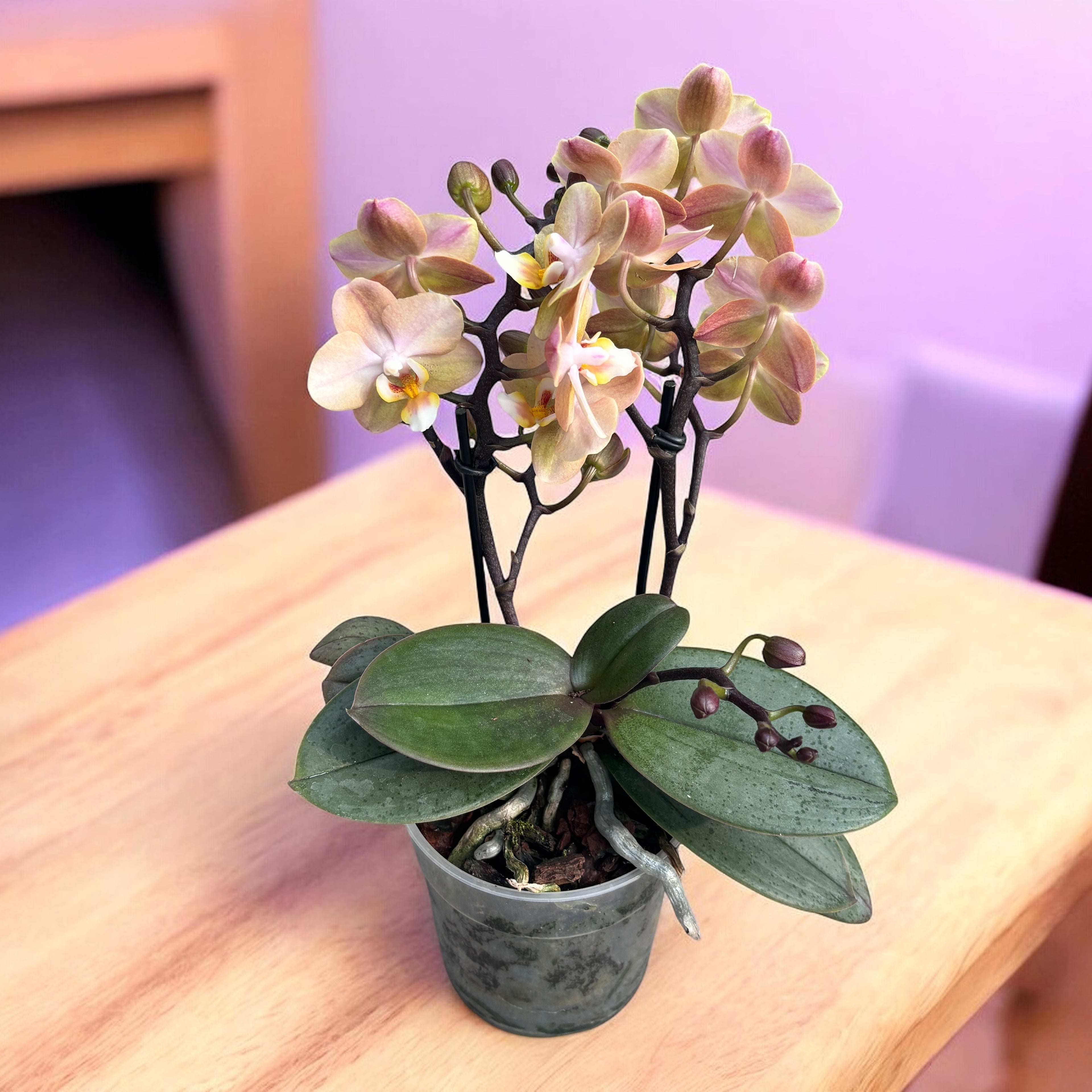 Phalaenopsis Aromio Powdery - flori intens parfumate