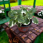 Plectranthus coleoides (Lierre suédois panaché) - feuilles parfumées et panachées