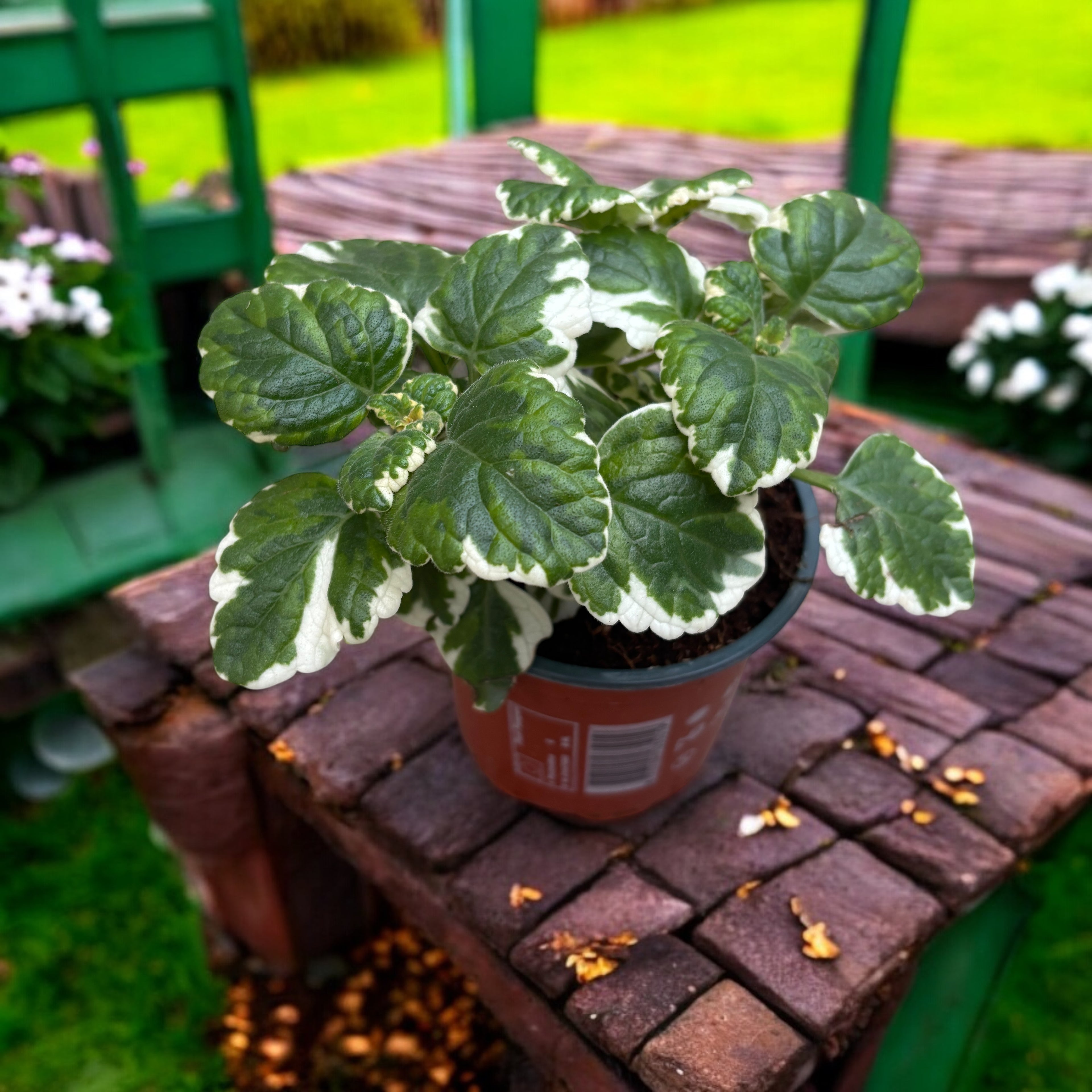 Plectranthus coleoides (Variegated Swedish Ivy) - frunze parfumate si variegate