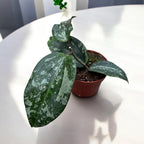 Hoya latifolia 'Splash'