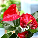 Anthurium Madural (flori rosii XL)