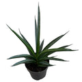 Sansevieria Comet Amazon Green