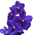 Vanda Nitaya Royal Blue (Ansu)