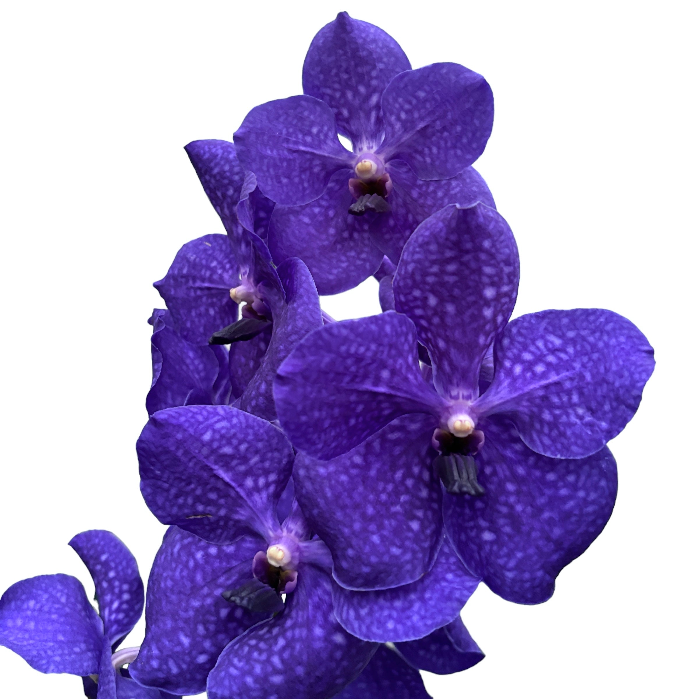 Vanda Nitaya Royal Blue (Ansu)