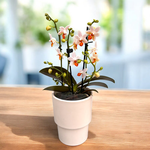 Phalaenopsis Mini Mark