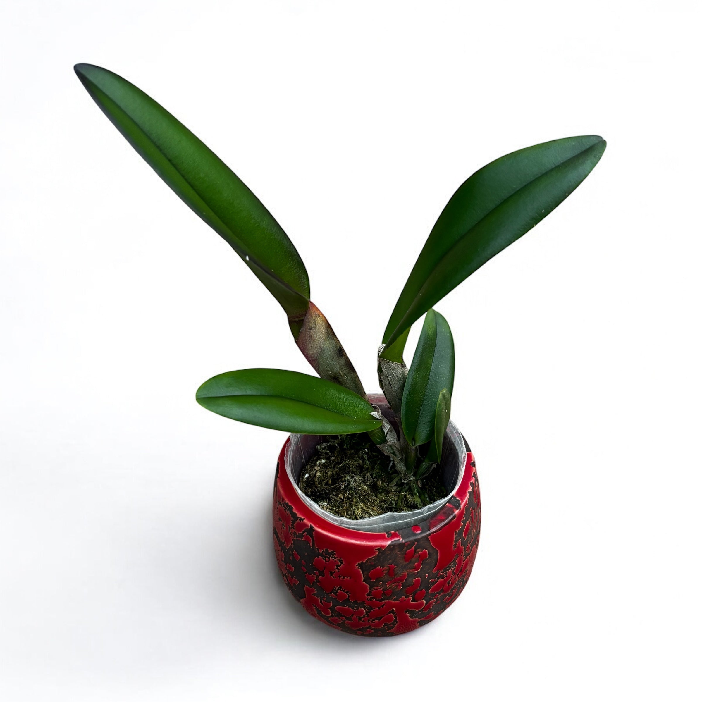 Rlc. Duh's White 'Peppa Pig' - flori mari, parfum puternic