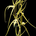 Brassia - parfumata