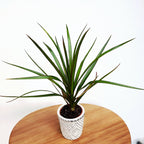 Dracaena Marginata (mała roślina)