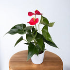 Anthurium Madural (flori rosii XL)