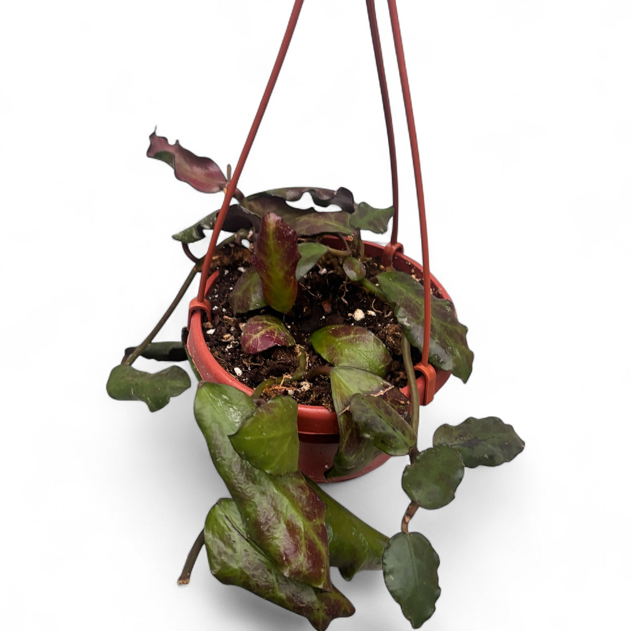 Hoya waymaniae - exemplare dezvoltate