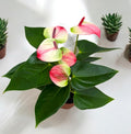 Anthurium 'Exota' - Flamingo cvet