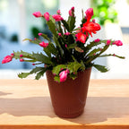 Ghiveci decorativ ceramic Mariah