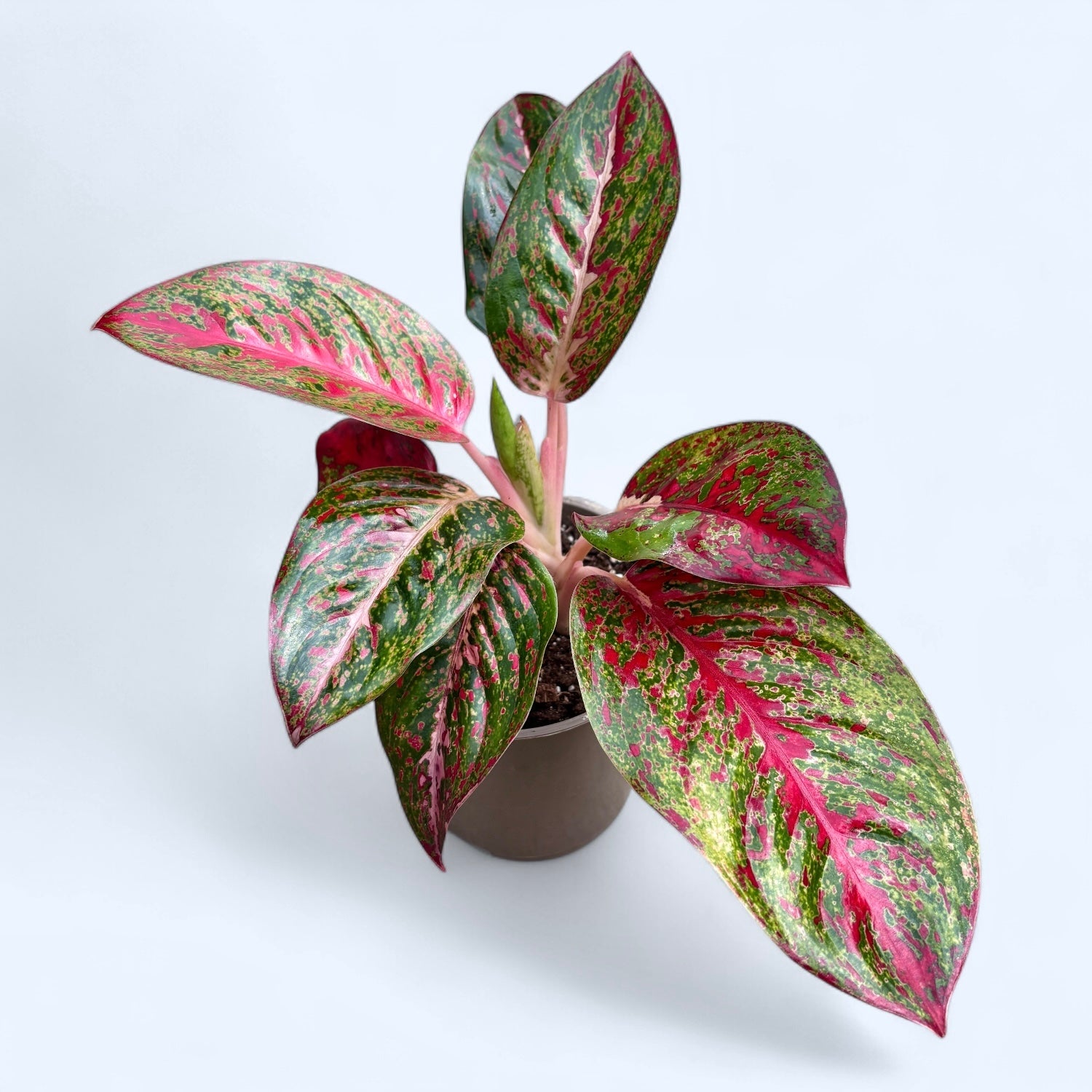 Aglaonema ‘Stardust’