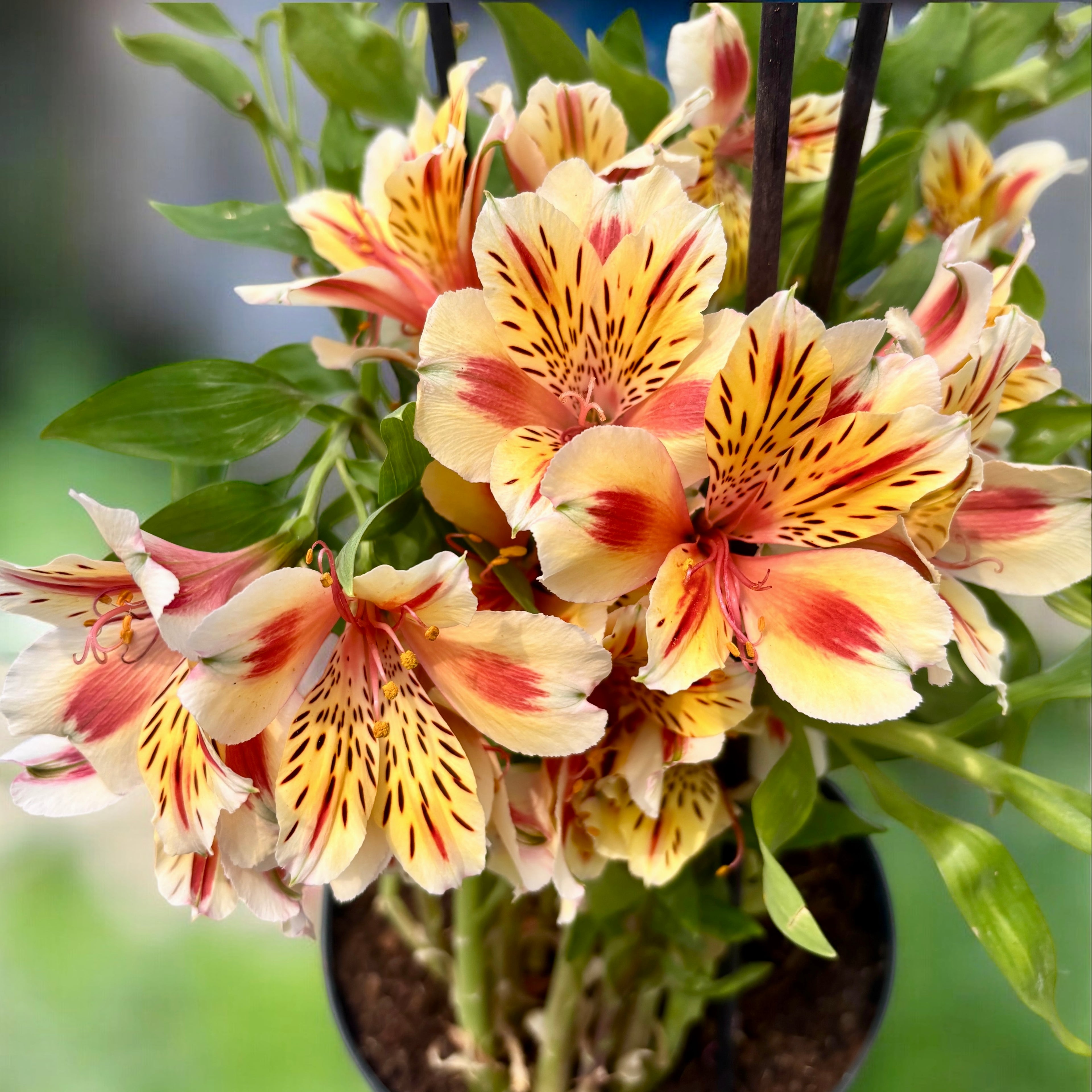 Alstroemeria ‘Inticancha Sunset’ – Crin peruvian compact cu flori portocalii-rosii