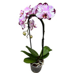 Phalaenopsis Magic Art