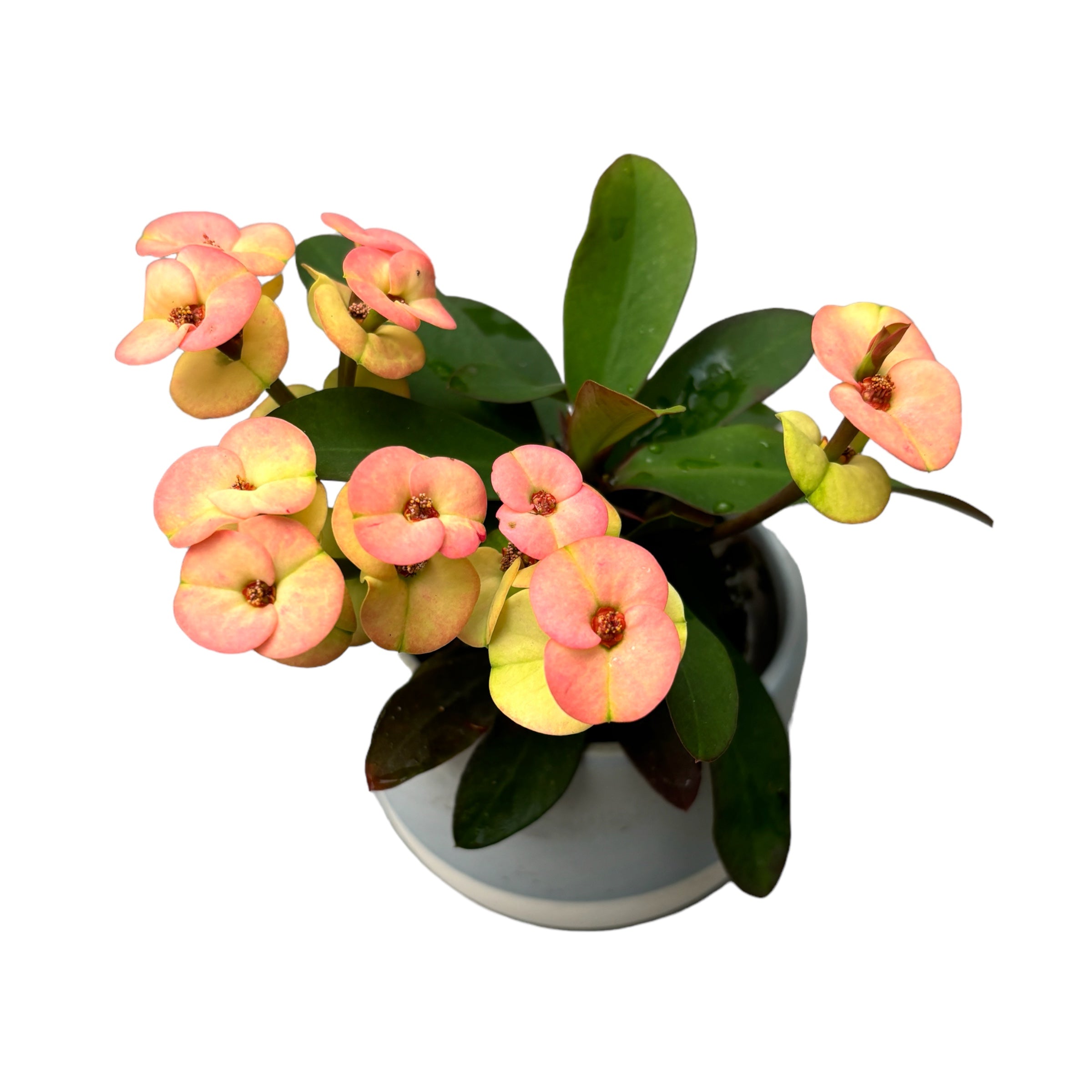 Euphorbia Milii ‘Hera’ babyplant (Coroana lui Isus alb-roz)