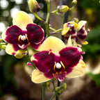 Phalaenopsis 'Catania'