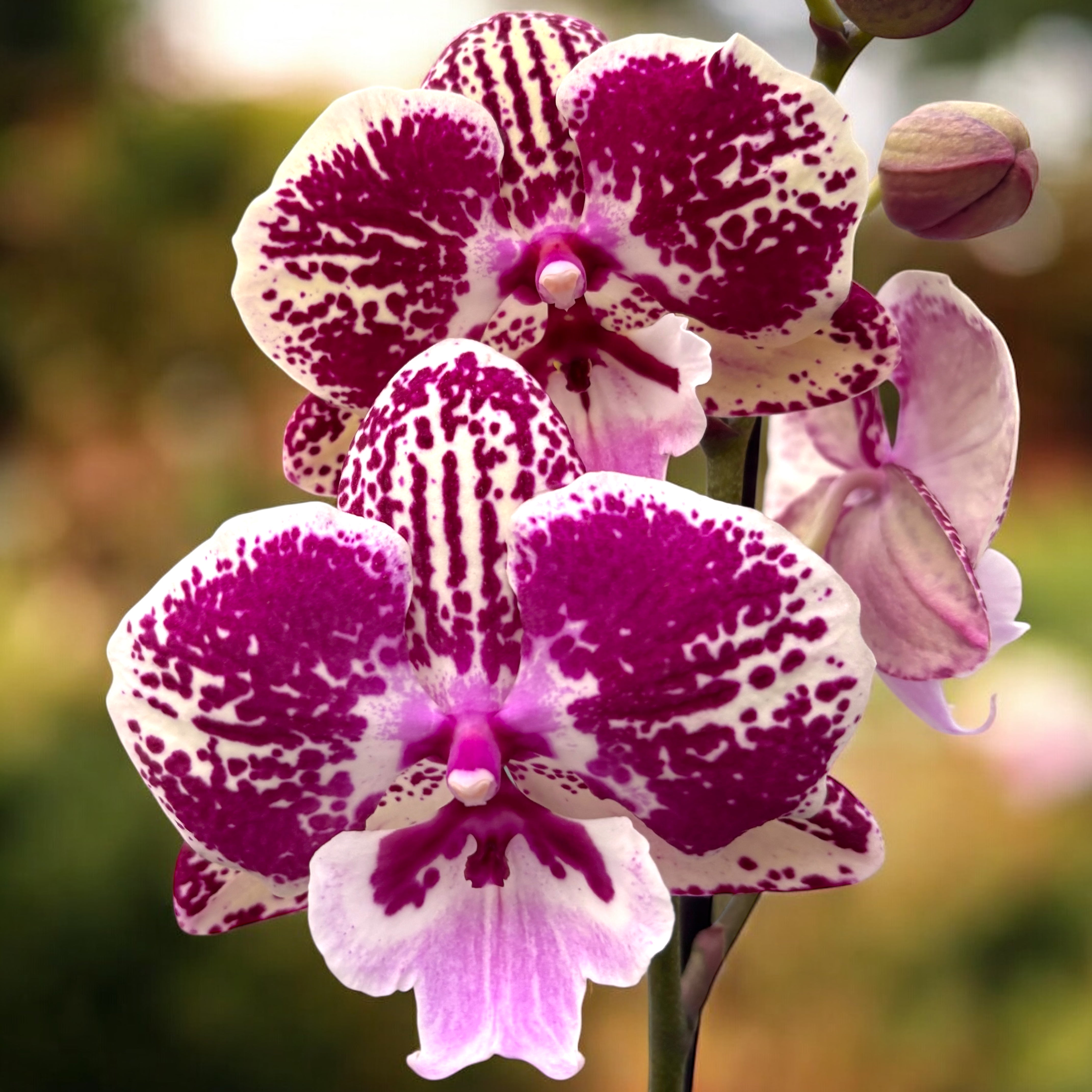 Phalaenopsis Miki Lord nagy ajak – Secret Garden Plant Shop