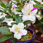 Bonsai Rhododendron indicum ‘Kamioyamakirin’ -  Azalee japoneza cu flori bicolore