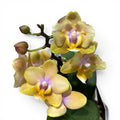 Phalaenopsis Scention - flori parfumate pelorice&normale
