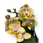 Phalaenopsis Scention - flori parfumate pelorice&normale