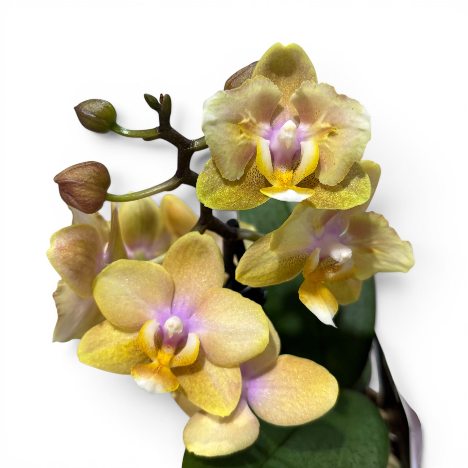 Phalaenopsis Scention - flori parfumate pelorice&normale